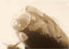jackbarber01.jpg (31464 bytes)