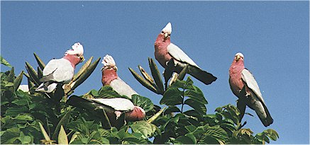 by05.jpg (30727 bytes)