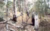 tanktraps08.jpg (52883 bytes)