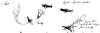 nt52c.jpg (31660 bytes)