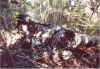 dak01.jpg (277943 bytes)