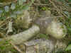 qld119f.jpg (94938 bytes)