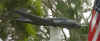 qld46-03.jpg (47242 bytes)