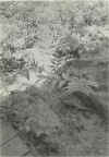art100.jpg (84181 bytes)